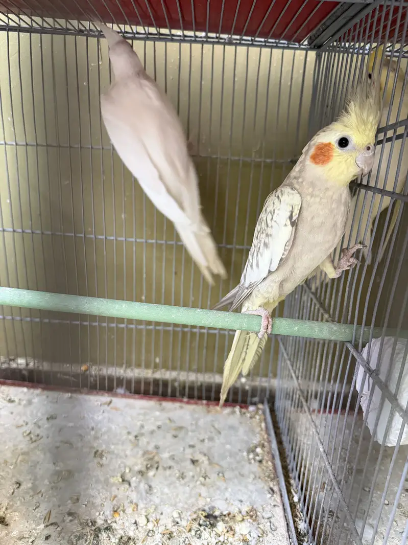 2 cocktail pairs — photo 2
