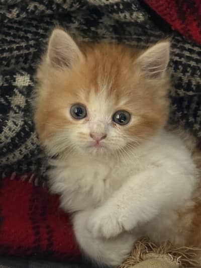 Persian triple coat semi punch face healthy and active baby