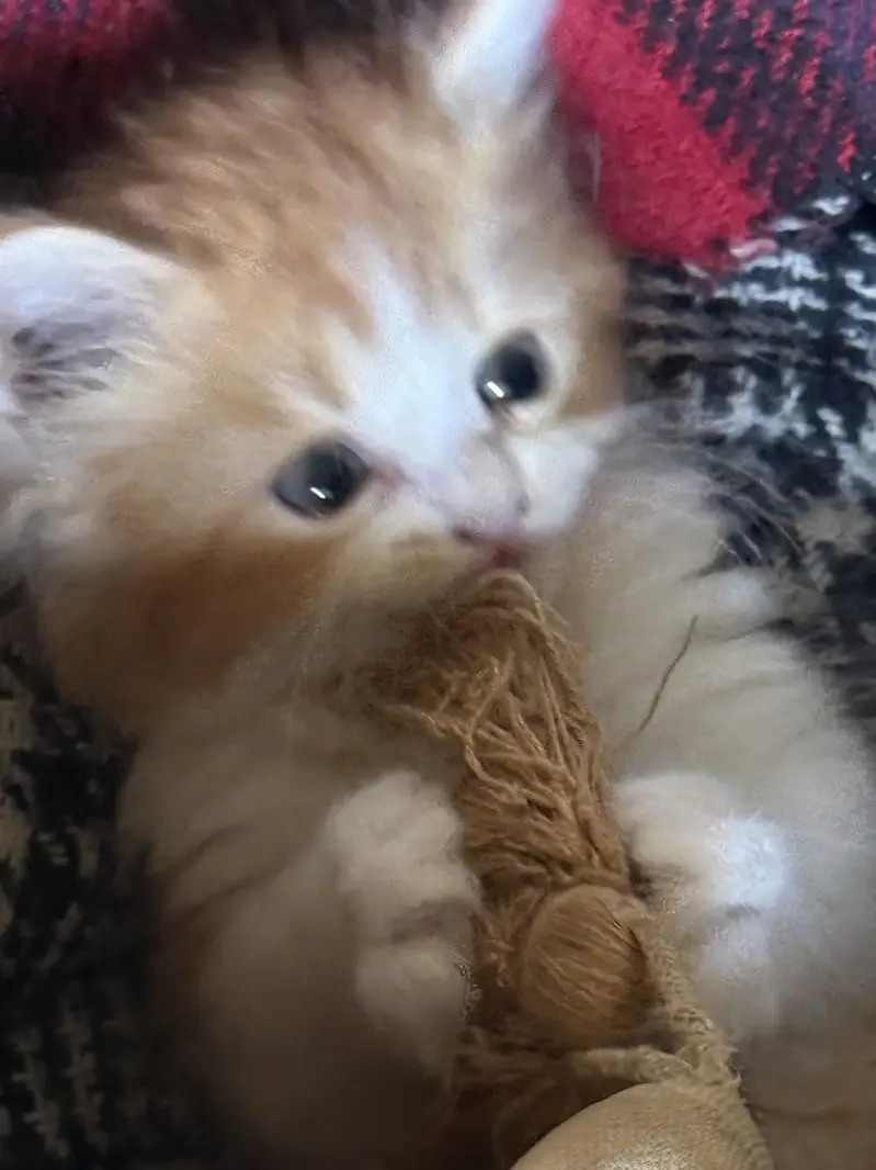 Persian triple coat semi punch face healthy and active baby — photo 2