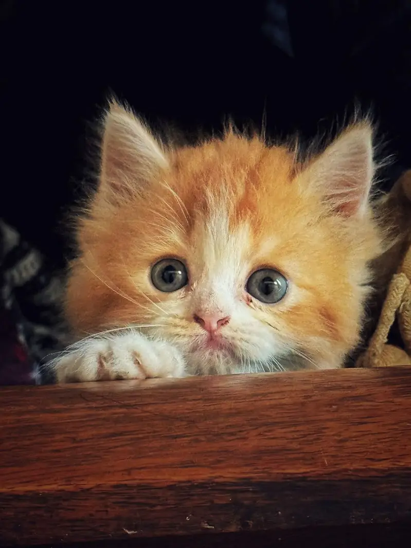 Persian triple coat semi punch face healthy and active baby — photo 3