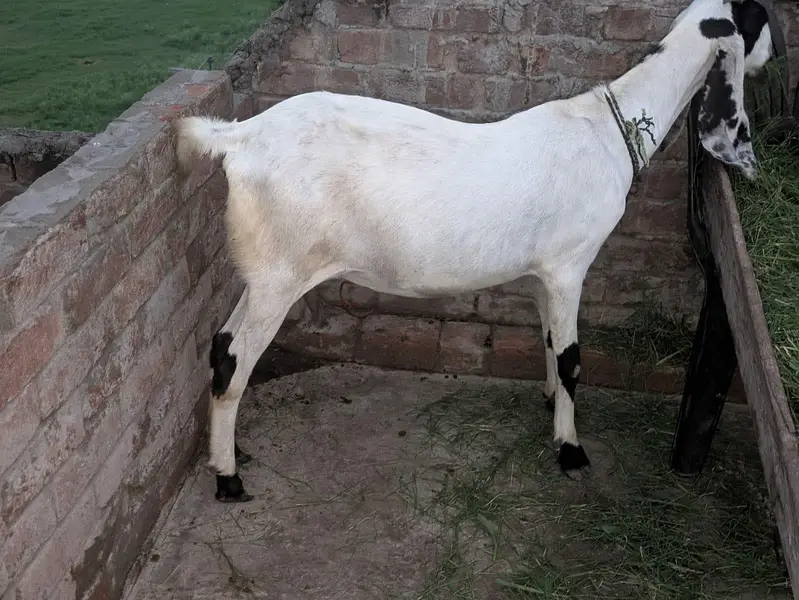 female Goat 