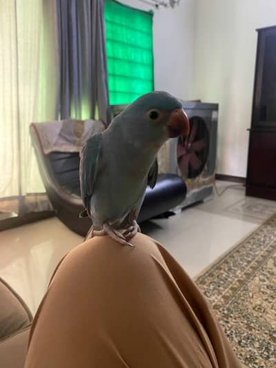 Blue Parrot sami tamed