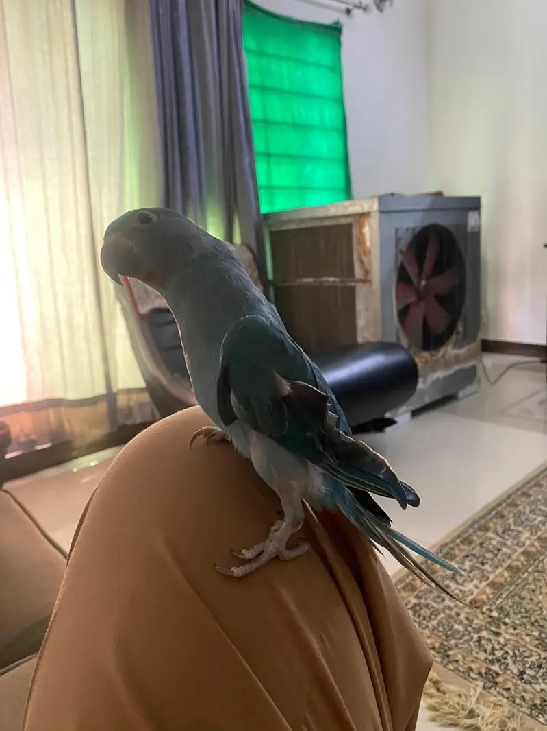 Blue Parrot sami tamed — photo 2