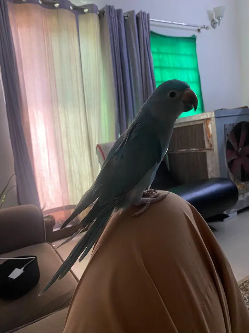Blue Parrot sami tamed — photo 3