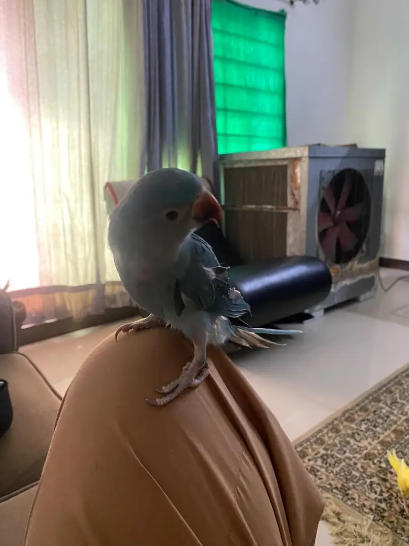 Blue Parrot sami tamed — photo 4