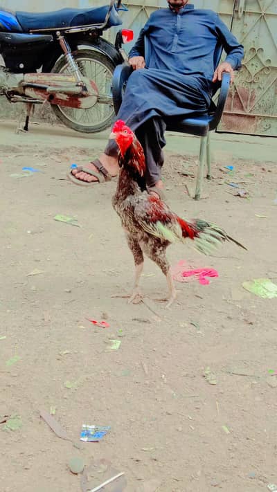 Vietnam murga