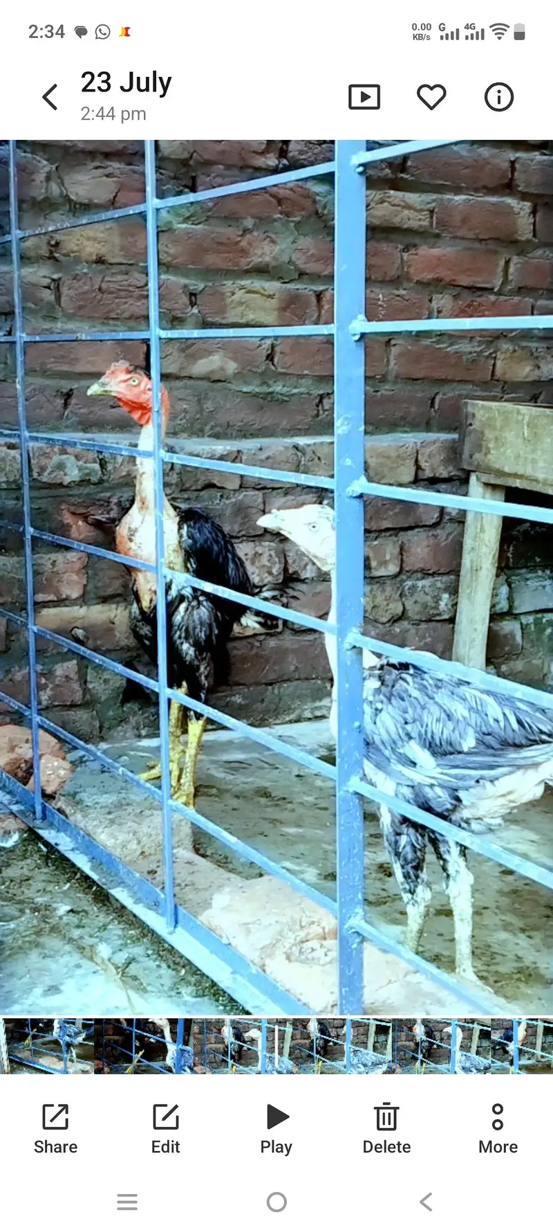 ganoyi and vet cross patha pathiyaan — photo 3