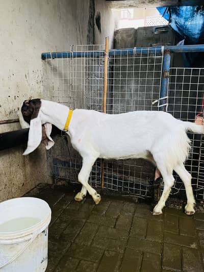 Bakri for sale 03132523053