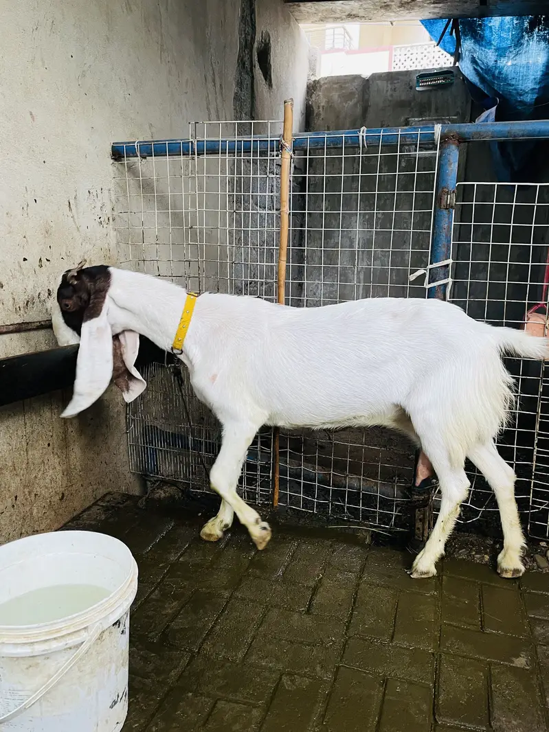 Bakri for sale 03132523053