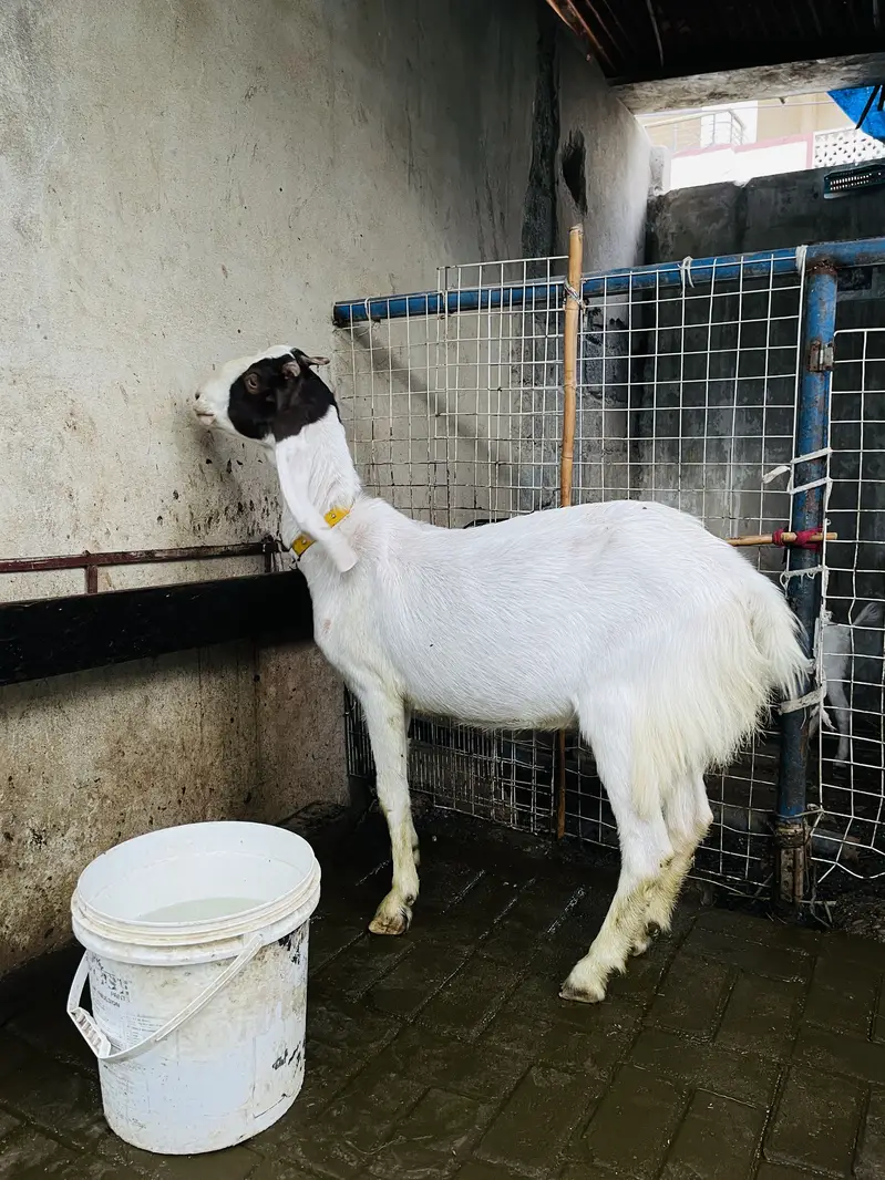 Bakri for sale 03132523053 — photo 2