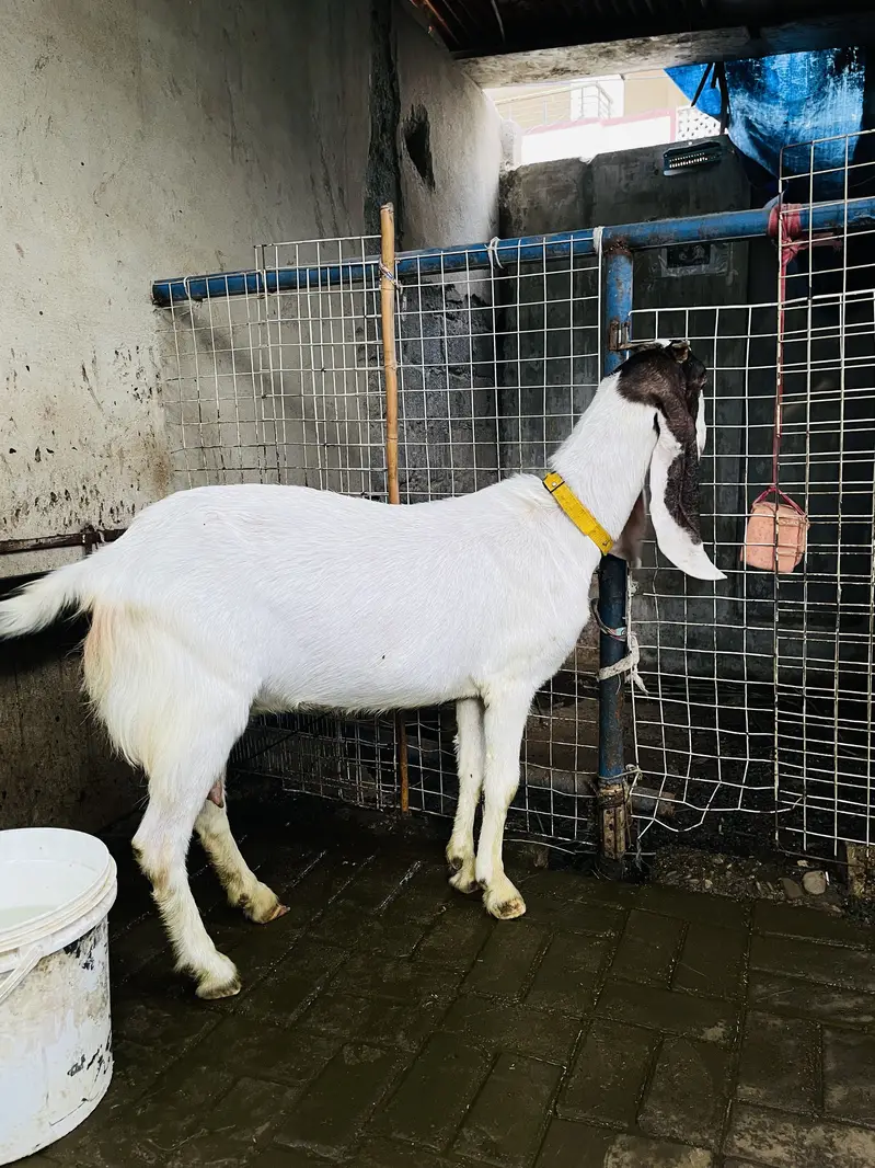 Bakri for sale 03132523053 — photo 3