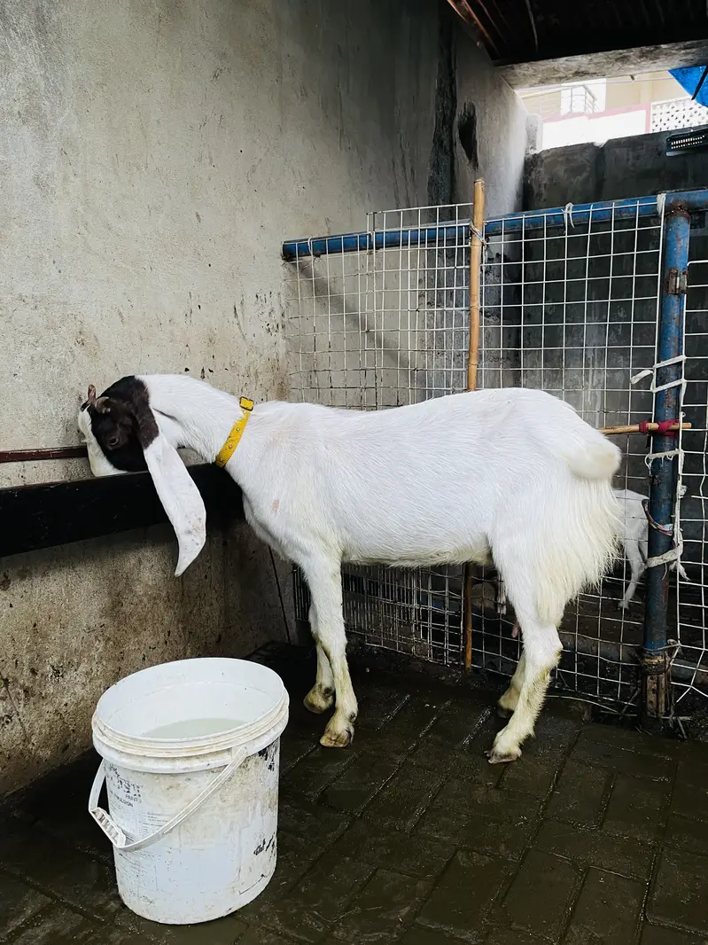 Bakri for sale 03132523053 — photo 4