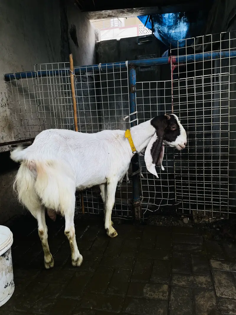 Bakri for sale 03132523053 — photo 5
