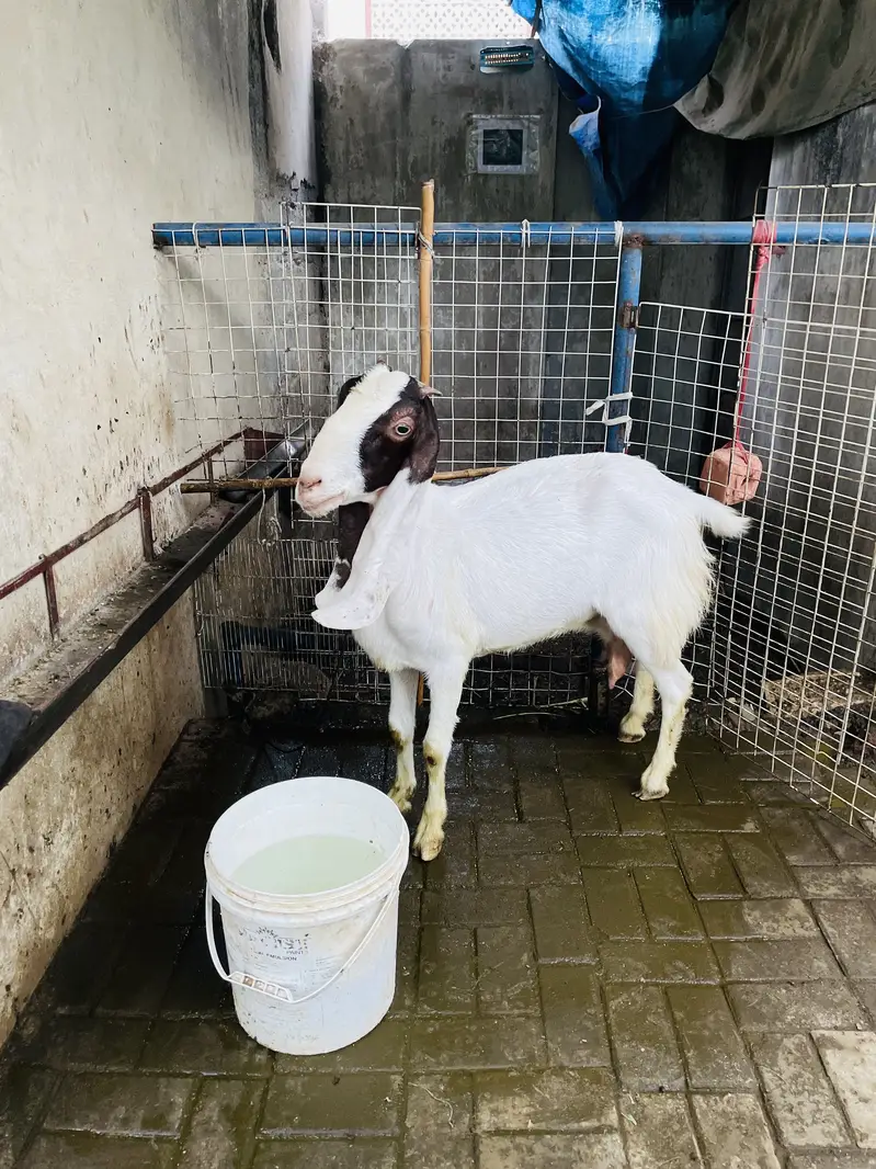 Bakri for sale 03132523053 — photo 6