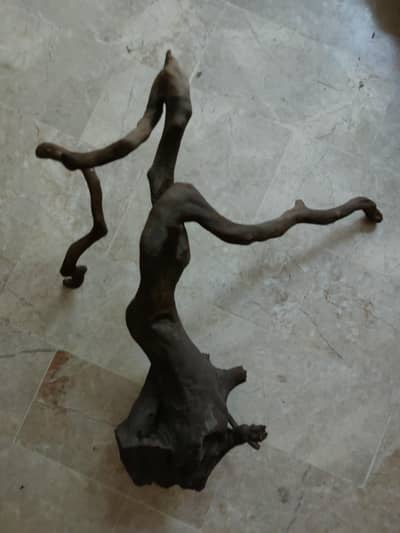 driftwood for aquarium