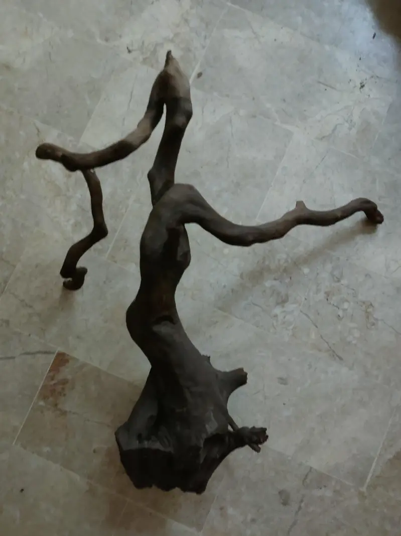 driftwood for aquarium