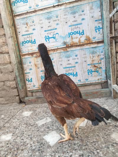 Aseel Mianwali, lasani, cheeni female and Aseel Mianwali male for sale