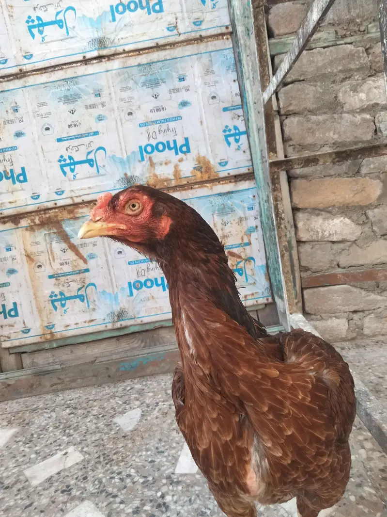 Aseel Mianwali, lasani, cheeni female and Aseel Mianwali male for sale — photo 2