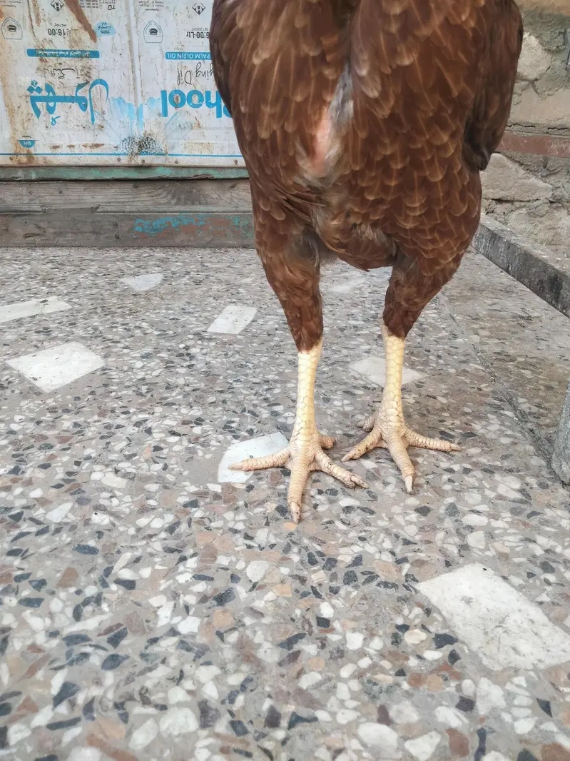 Aseel Mianwali, lasani, cheeni female and Aseel Mianwali male for sale — photo 3