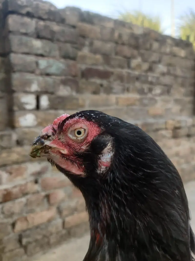 Aseel Mianwali, lasani, cheeni female and Aseel Mianwali male for sale — photo 4