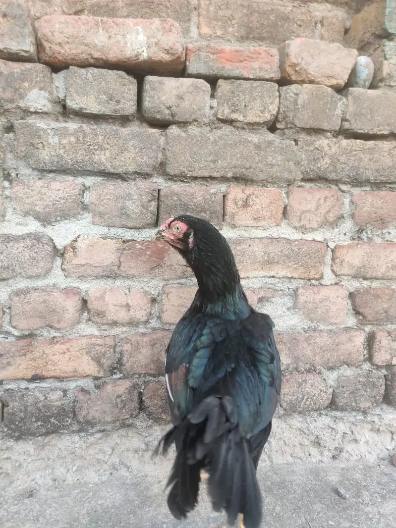 Aseel Mianwali, lasani, cheeni female and Aseel Mianwali male for sale — photo 5
