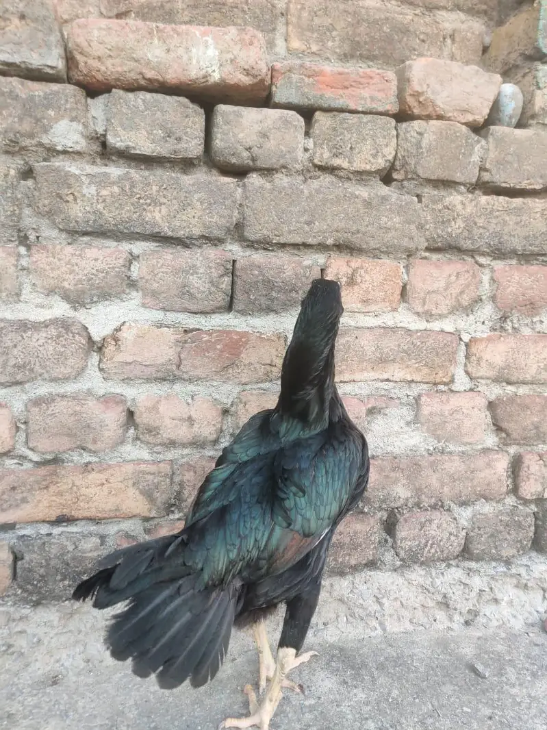 Aseel Mianwali, lasani, cheeni female and Aseel Mianwali male for sale — photo 6