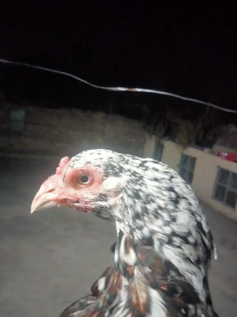 Aseel Mianwali, lasani, cheeni female and Aseel Mianwali male for sale — photo 7