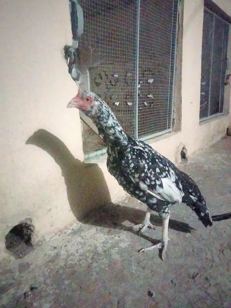 Aseel Mianwali, lasani, cheeni female and Aseel Mianwali male for sale — photo 8