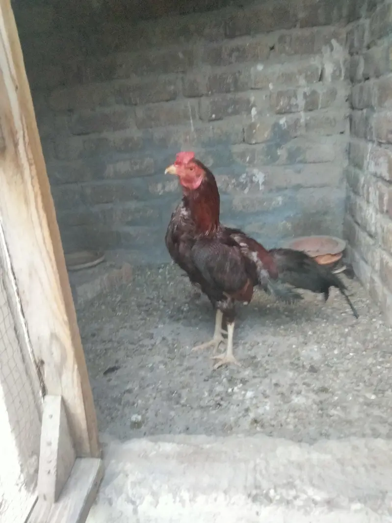 Aseel Mianwali, lasani, cheeni female and Aseel Mianwali male for sale — photo 9