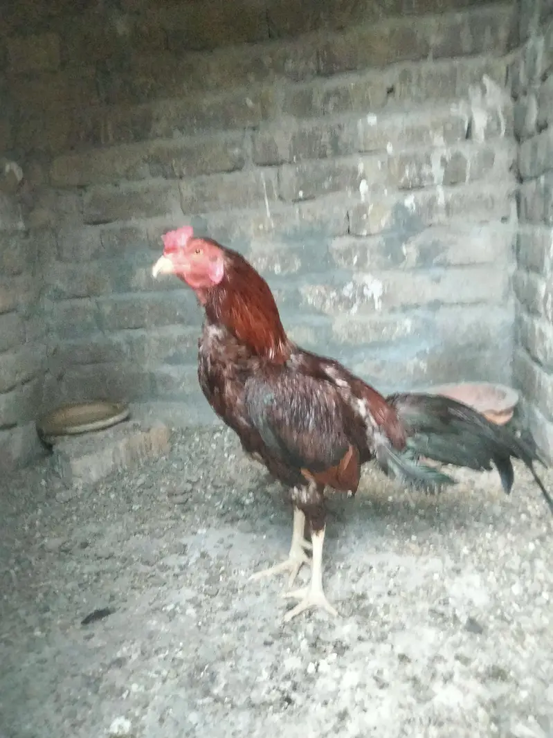 Aseel Mianwali, lasani, cheeni female and Aseel Mianwali male for sale — photo 10
