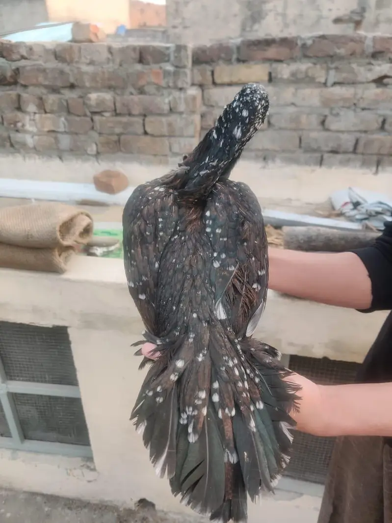 Aseel Mianwali, lasani, cheeni female and Aseel Mianwali male for sale — photo 11