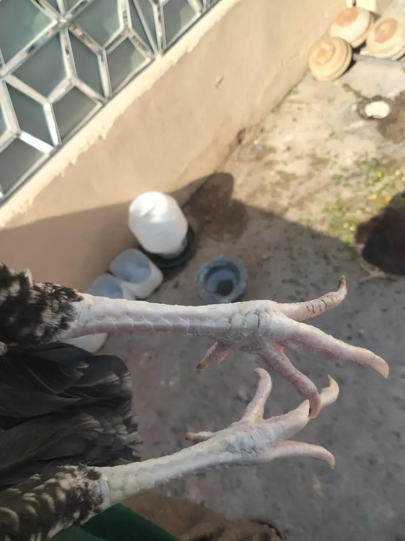 Aseel Mianwali, lasani, cheeni female and Aseel Mianwali male for sale — photo 12