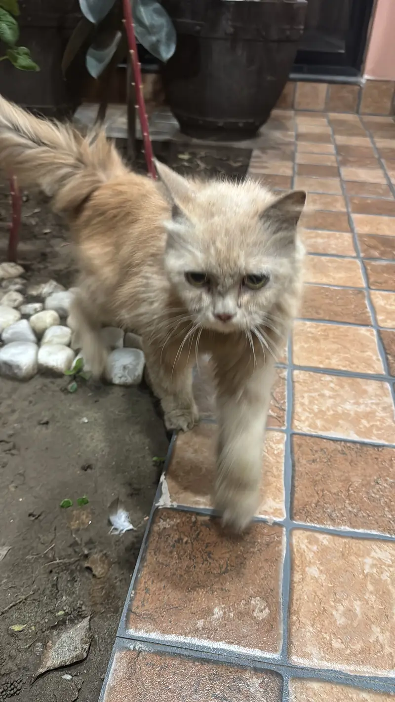 Persian Cat