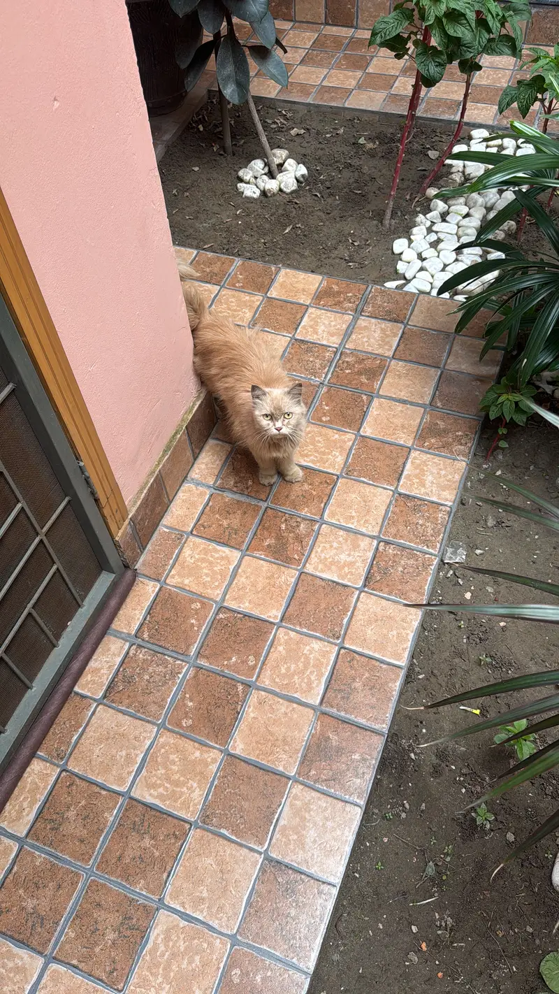 Persian Cat — photo 2