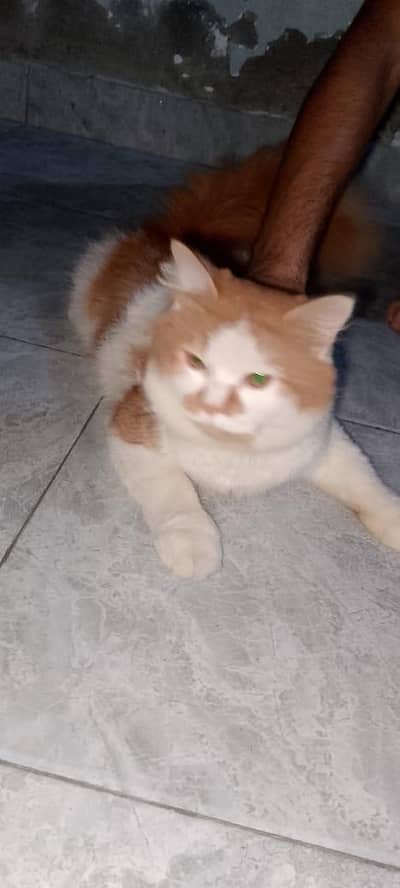 cat for sale