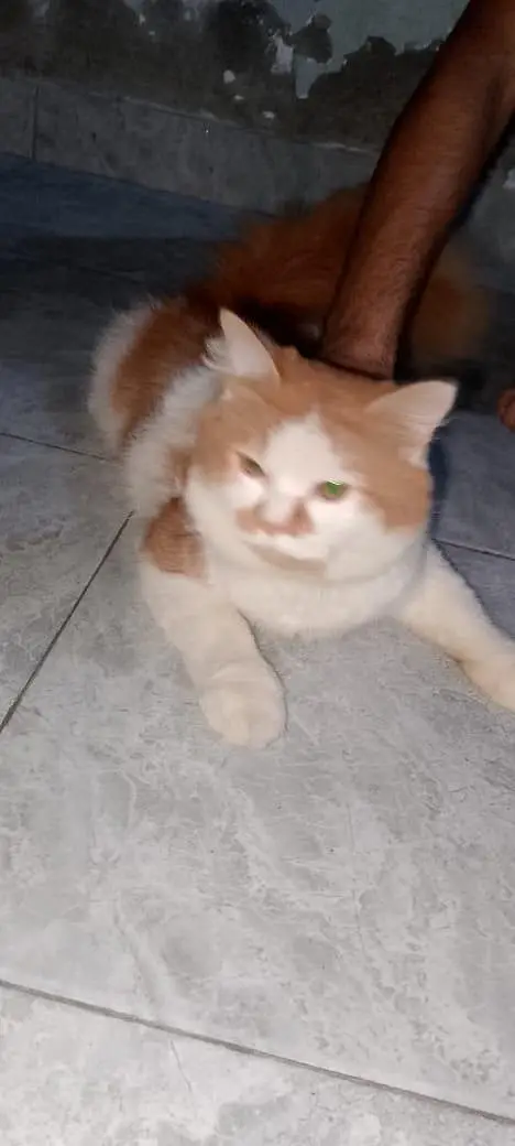 cat for sale