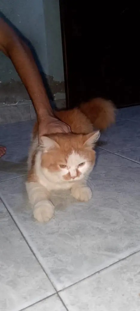 cat for sale — photo 2