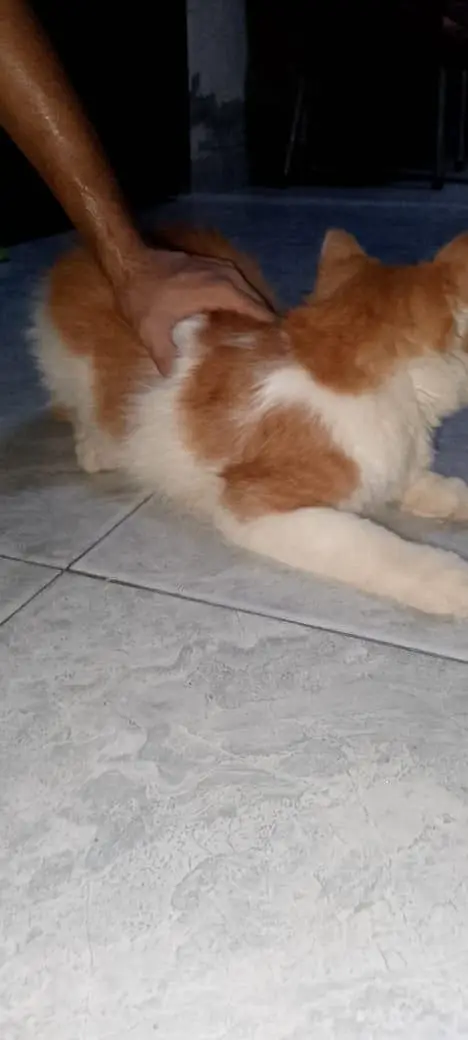 cat for sale — photo 3