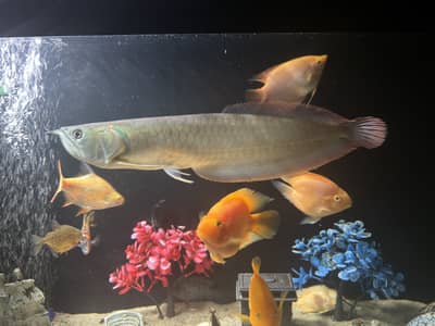 Silver Arowana 1.5 feet