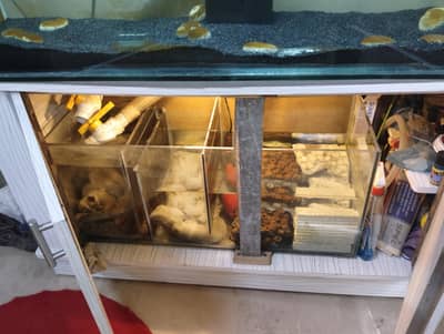 Fish Aquarium