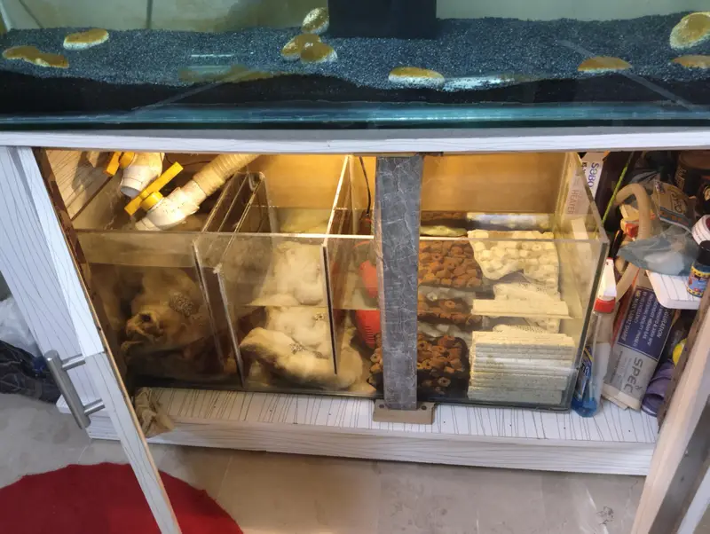 Fish Aquarium