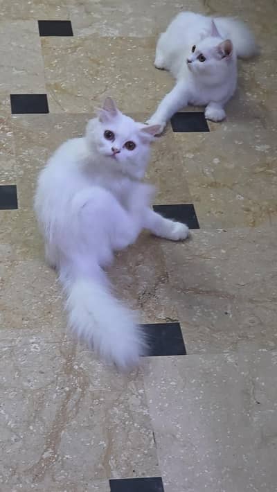 2 female persian kittens for sale