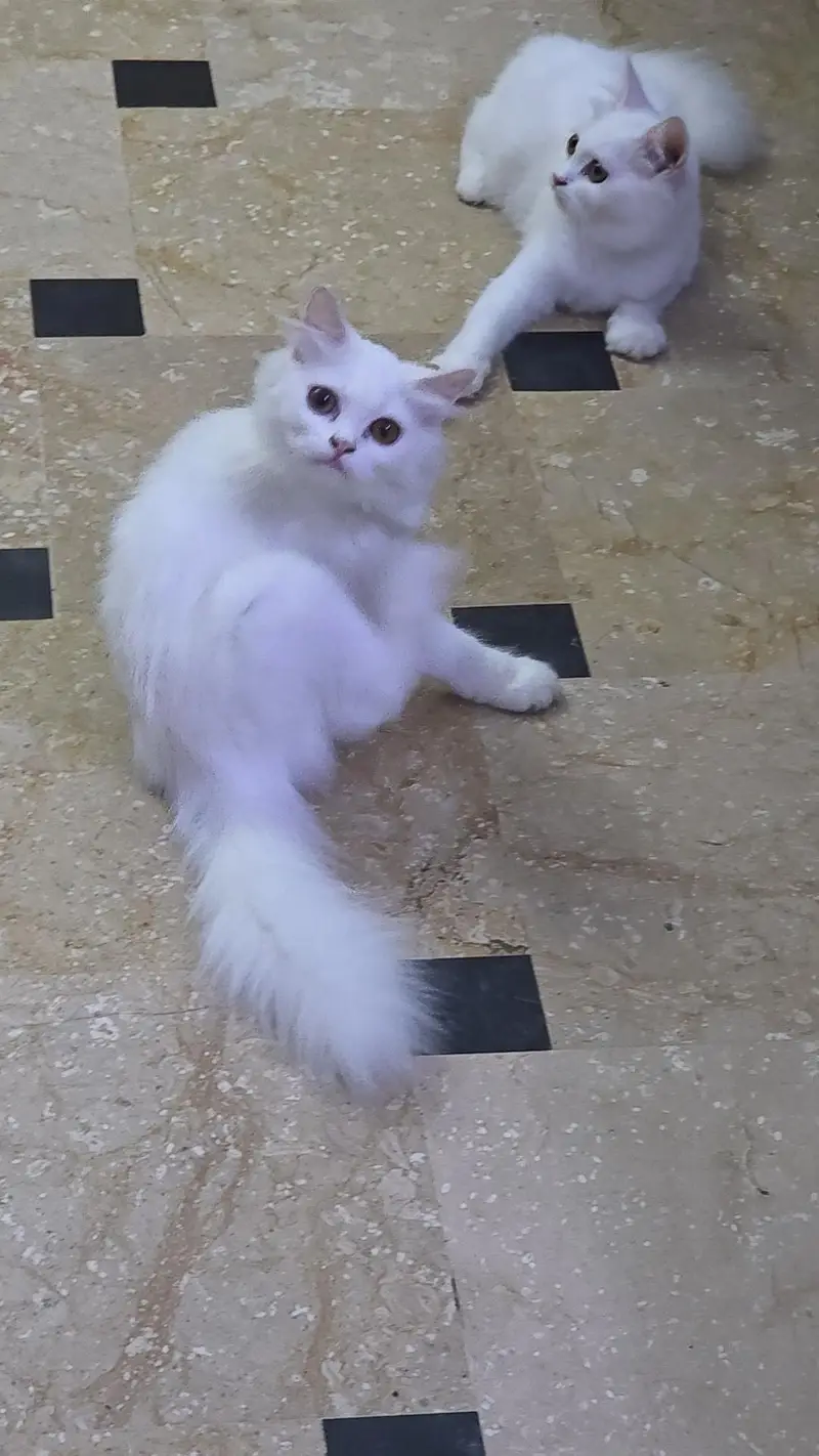 2 female persian kittens for sale