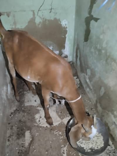 bakri or 1 female bacha 5 month