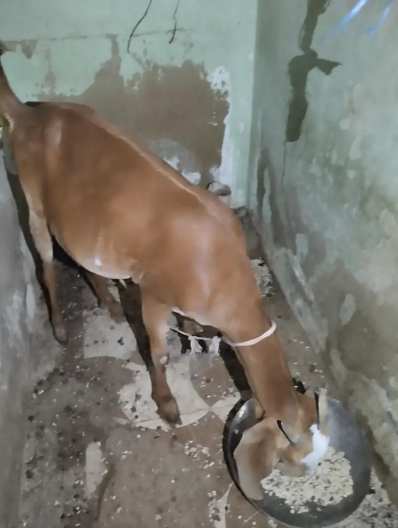 bakri or 1 female bacha 5 month