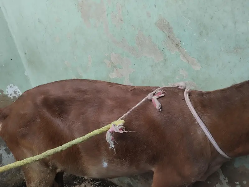 bakri or 1 female bacha 5 month — photo 2