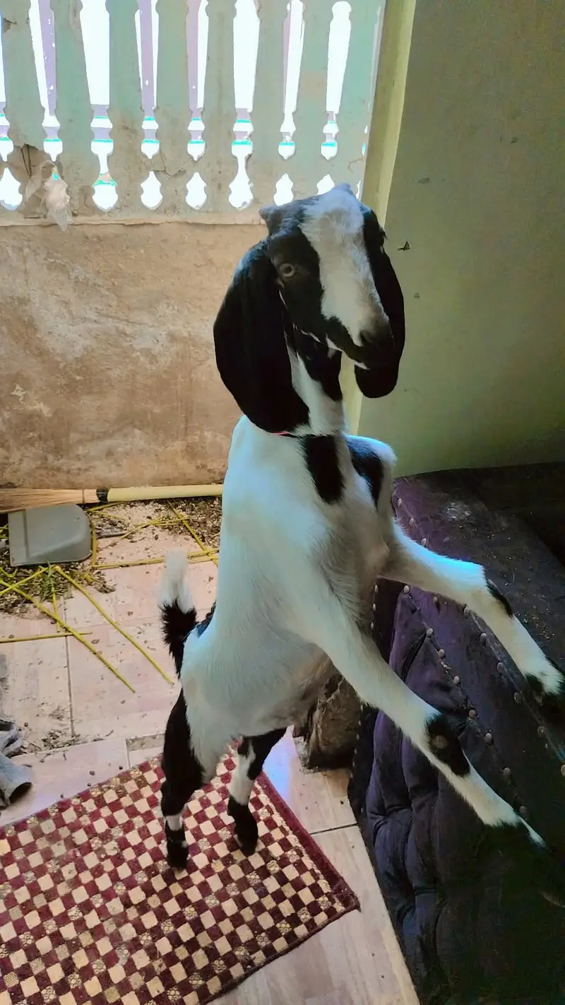 bakri or 1 female bacha 5 month — photo 3