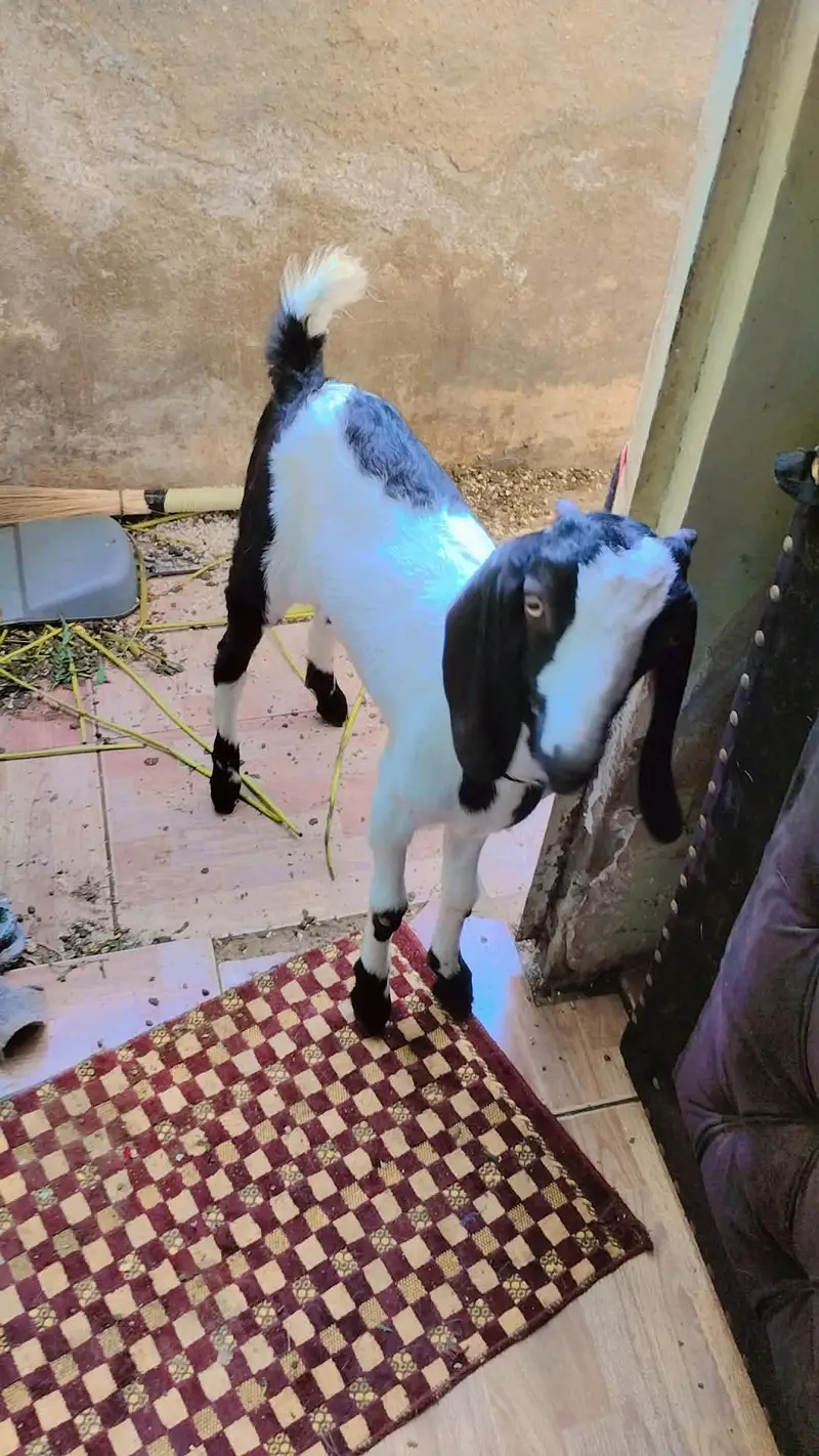 bakri or 1 female bacha 5 month — photo 4