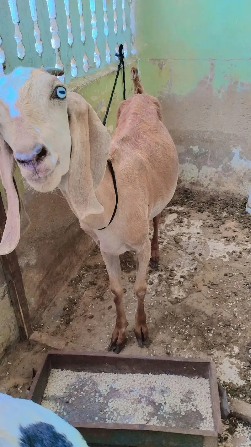 bakri or 1 female bacha 5 month — photo 5