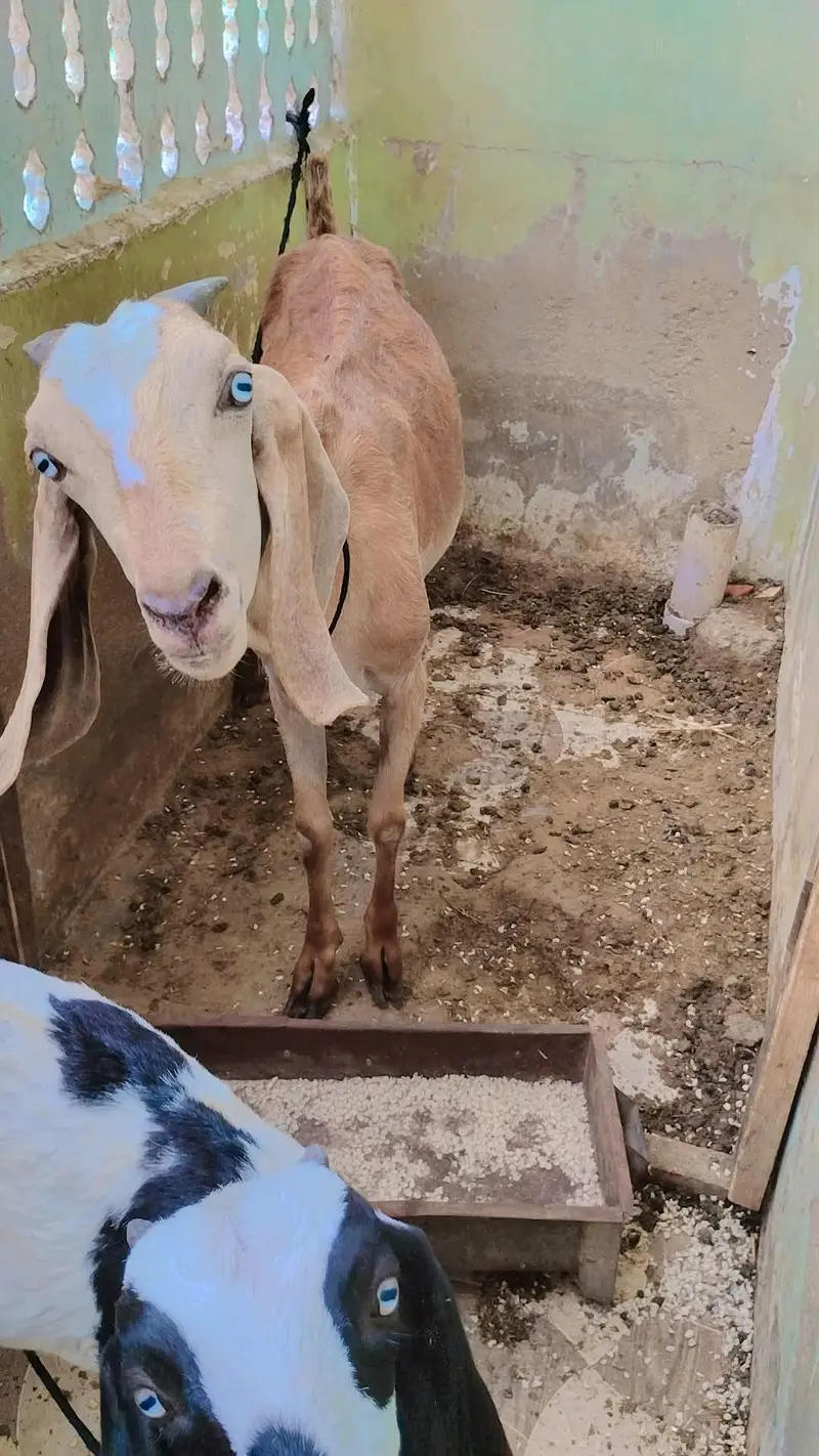 bakri or 1 female bacha 5 month — photo 6